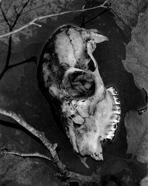 Sheep Skull and Leaves